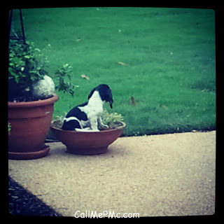 puppy in a flower pot.