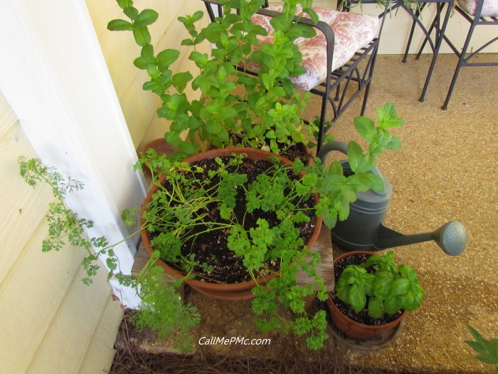 Herbs in pots.