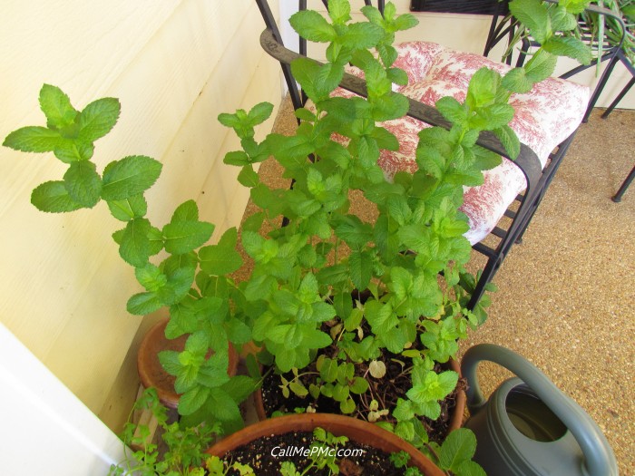 Organic Pesticide and Vegetable Wash, this homemade spray provides a safer and more economical way to wash produce and prevent herbs from having bugs. Mint in pot.