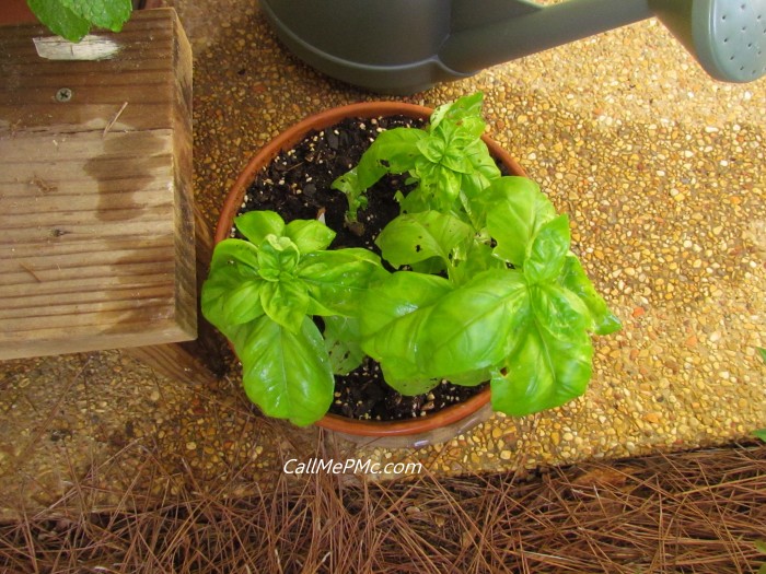 Organic Pesticide and Vegetable Wash, this homemade spray provides a safer and more economical way to wash produce and prevent herbs from having bugs. Basil in pot.