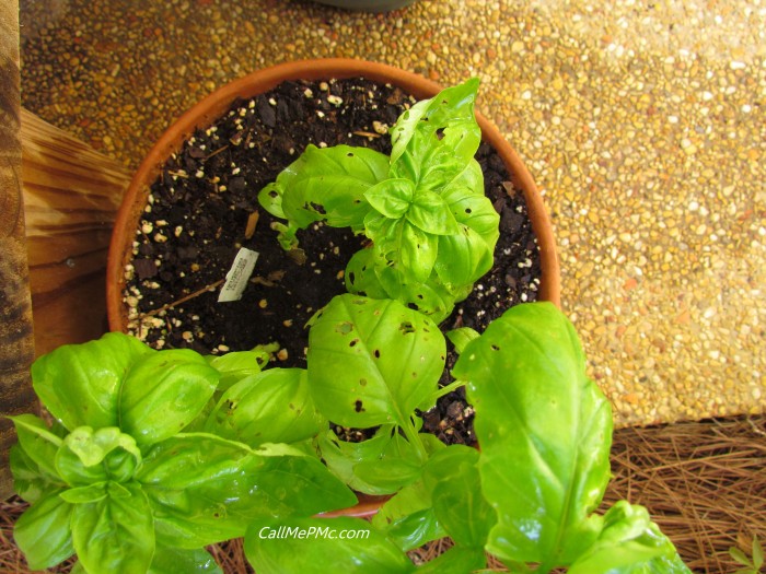 Organic Pesticide and Vegetable Wash, this homemade spray provides a safer and more economical way to wash produce and prevent herbs from having bugs. Basil in pot.