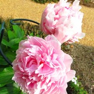 How Does Your Garden Grow?