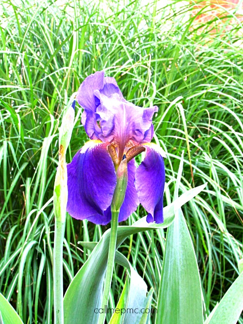 How Does Your Garden Grow? #GroSomethingGreater iris
