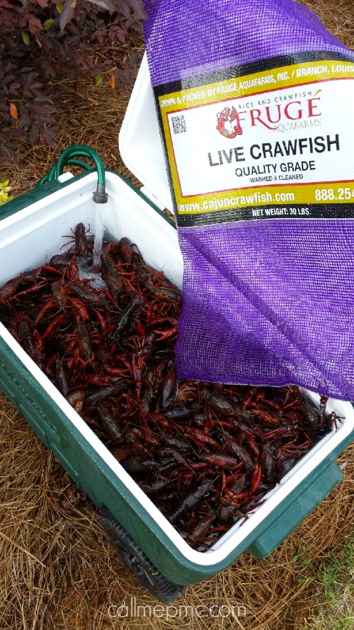 Crawfish