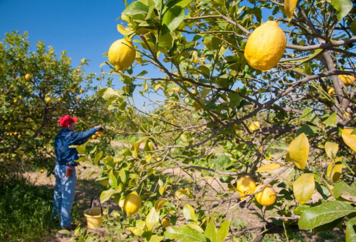 A person wearing a red cap harvests lemons from a tree in a sunny orchard, perfect for trying a Homemade Orange Curd Recipe, with ripe yellow lemons in the foreground.