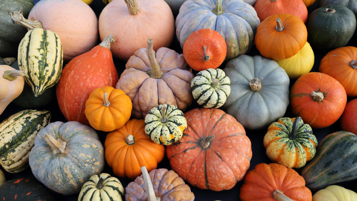 A variety of colorful gourds, including orange, green, gray, and striped types, are piled together, showcasing different shapes, sizes, and textures.