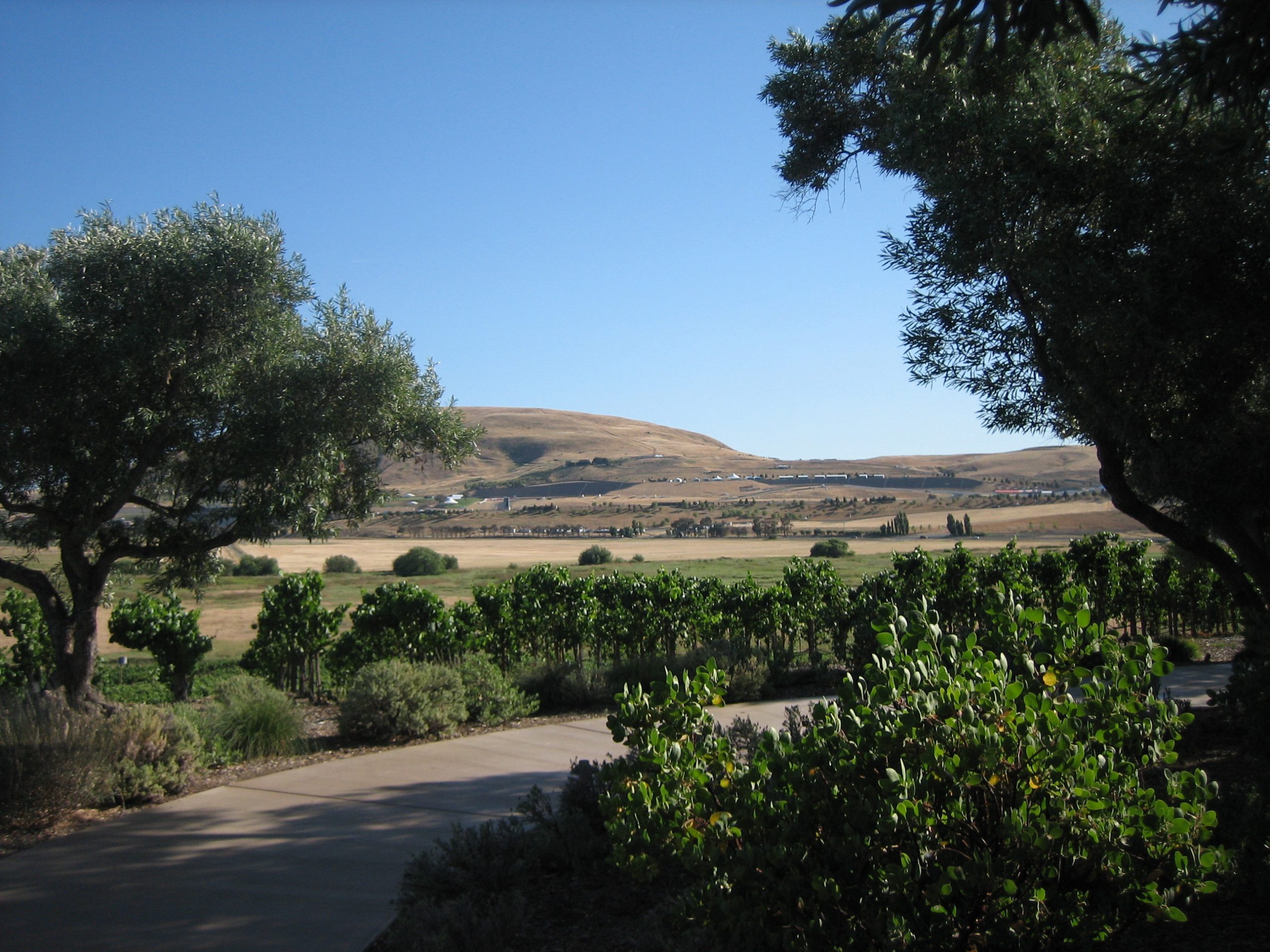 Scene at napa valley of rolling hills and vineyard.