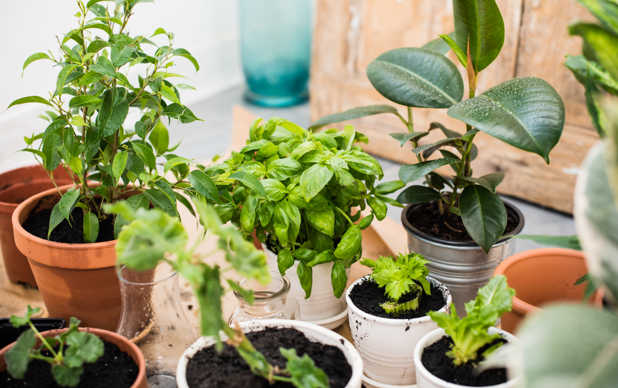 How to Start an Herb Garden: Tips for First-Time Gardeners