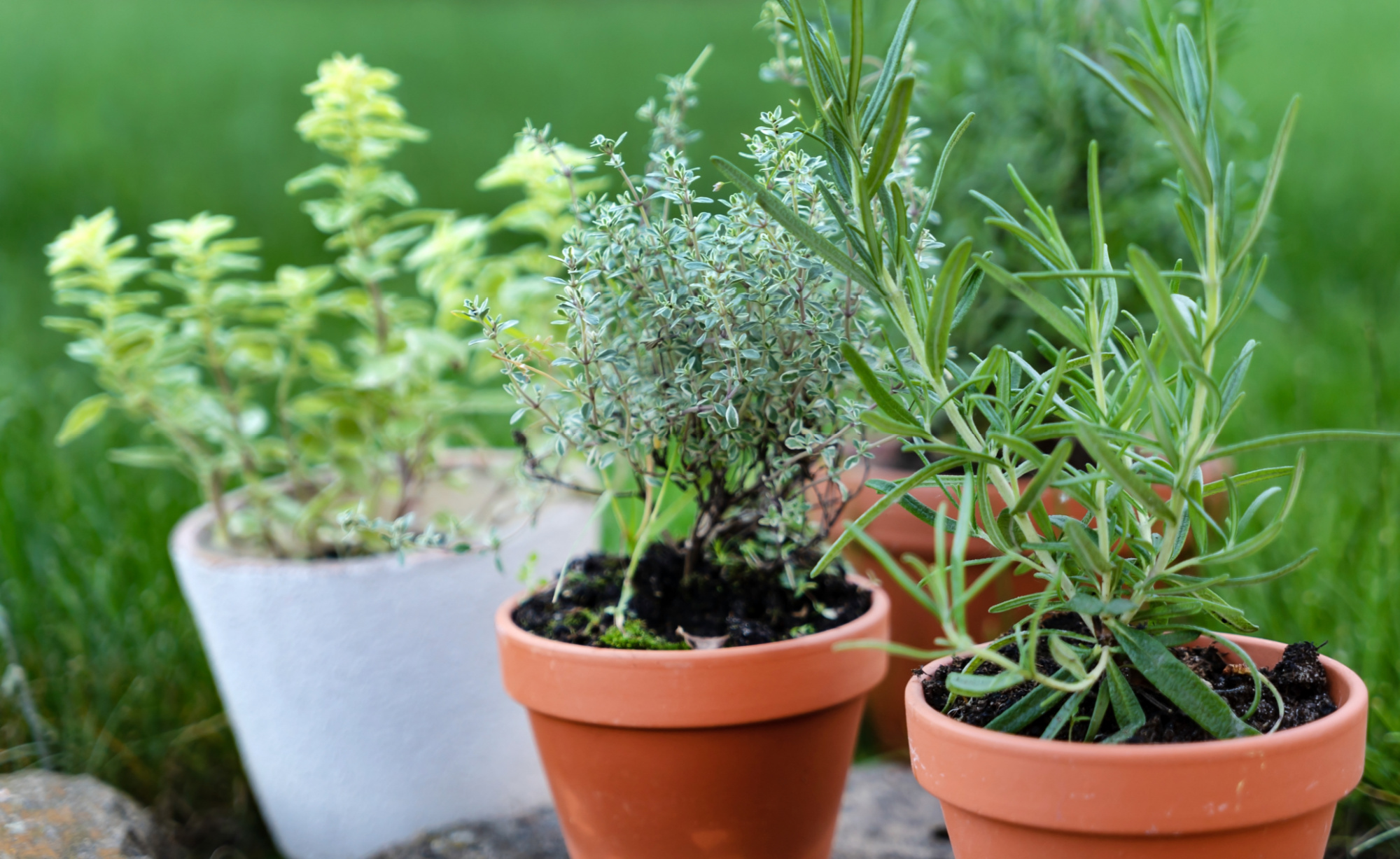 How to Start an Herb Garden: Tips for First-Time Gardeners.