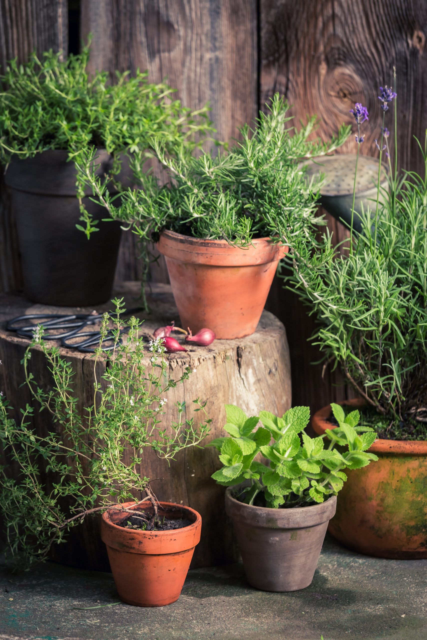 How to Start an Herb Garden: Tips for First-Time Gardeners.