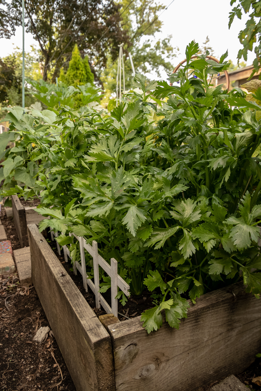 plants in pots