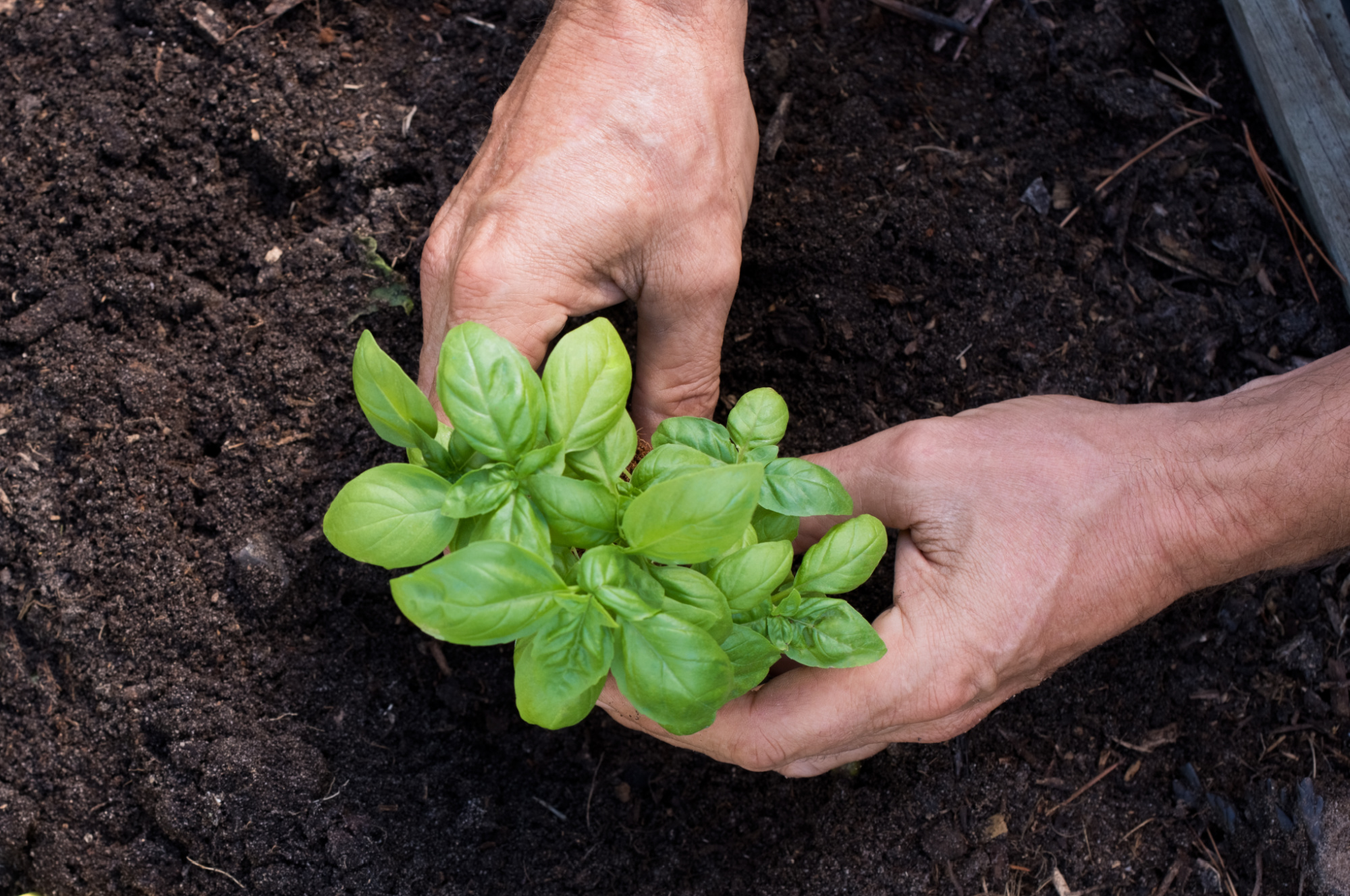 Planting basil in ground.