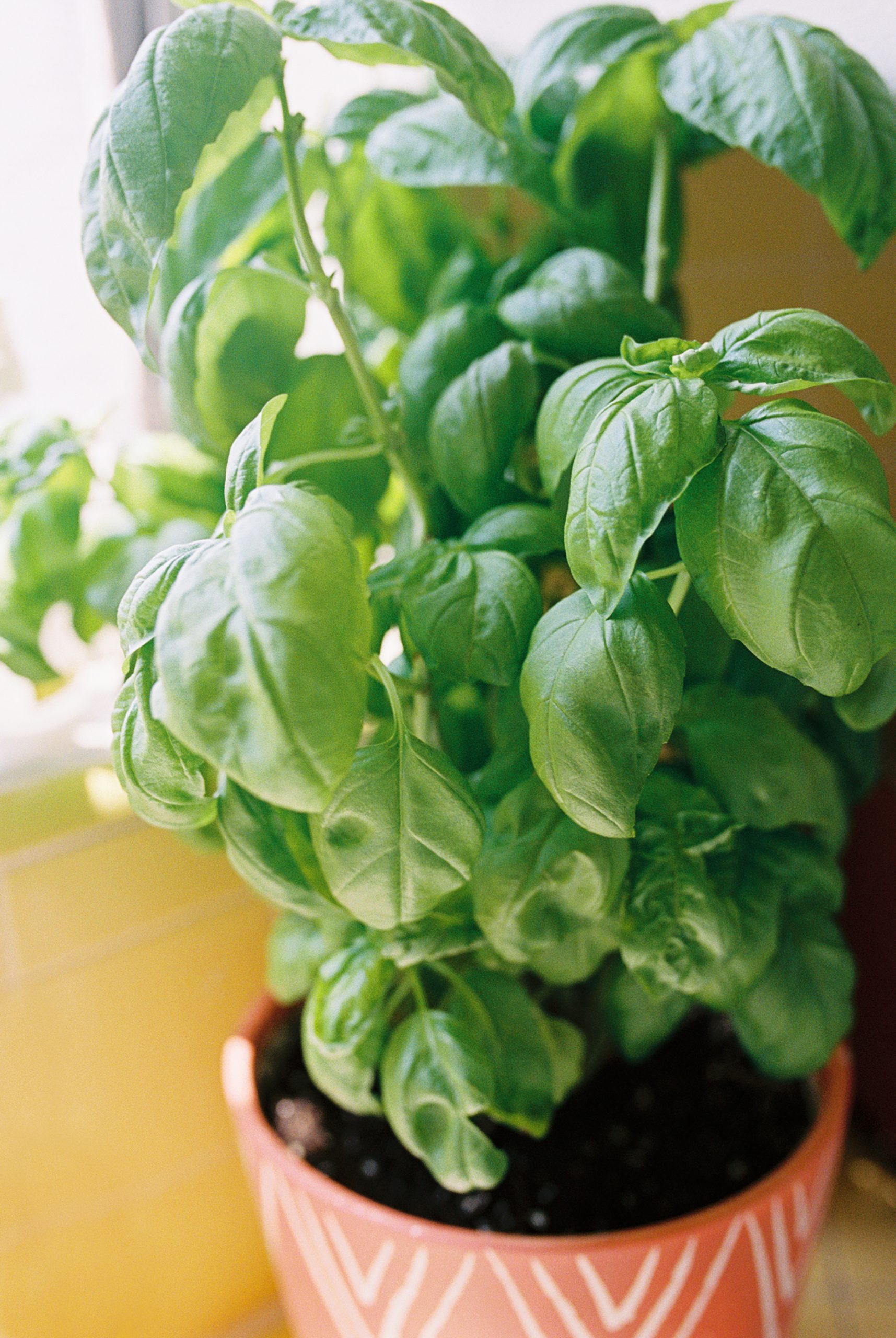 Basil plant.