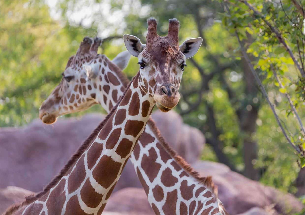 A-Pair-of-Giraffes-at-the-St.-Louis-Zoo-Sage-Scott