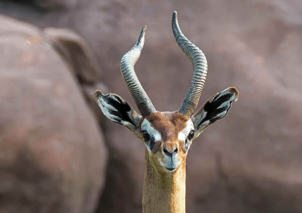 Baby-Gerenuk-at-the-Antelope-Habitat-at-the-St.-Louis-Zoo-Sage-Scott