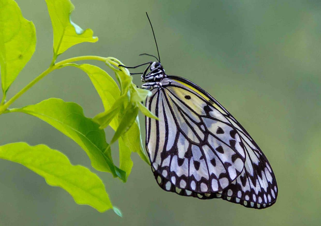 Butterfly-on-a-Leaf-Sage-Scott