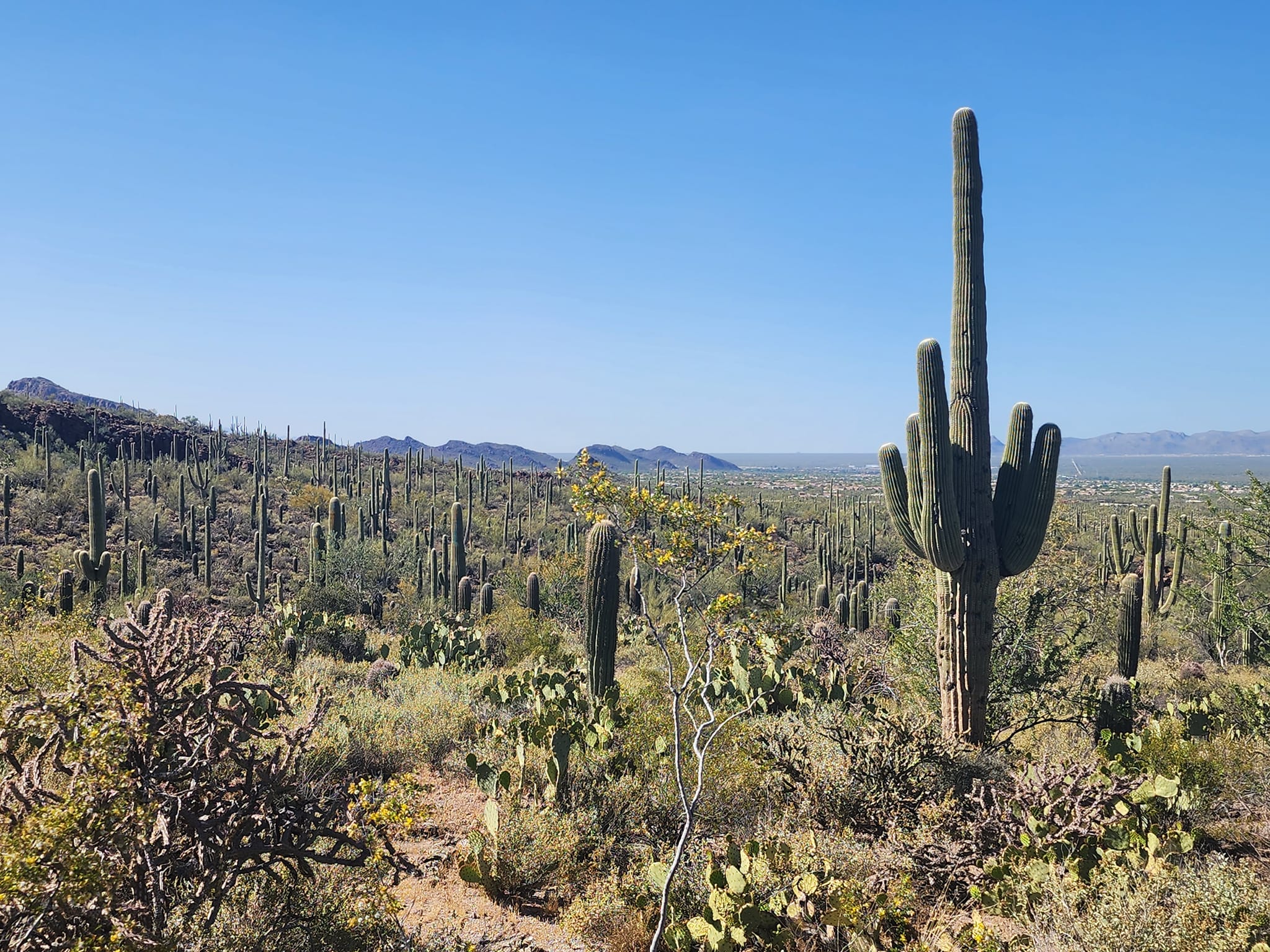 Saguaro national park, arizona, National Parks near Phoenix
