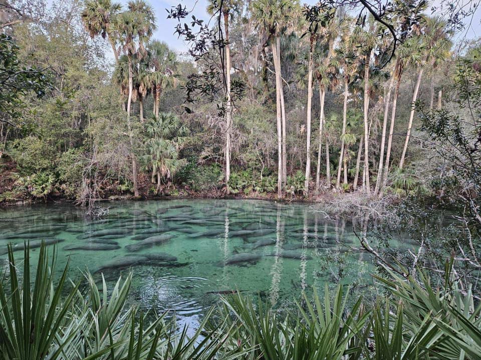 Blue Spring State Park offers mesmerizing views of a tranquil lake embraced by lush palm trees and adorned with refreshing green water.