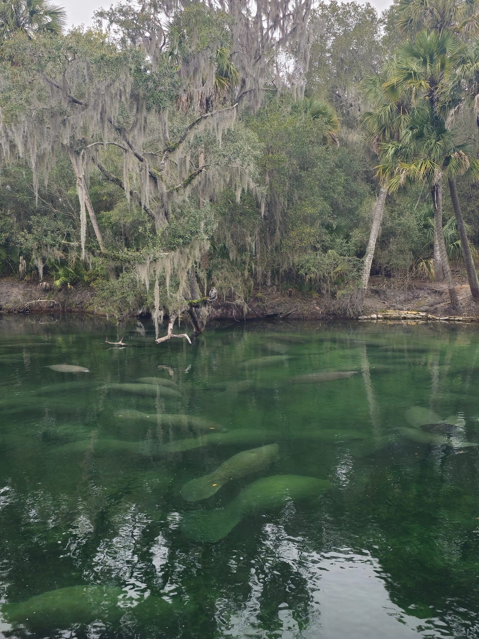 Blue Spring State Park is home to a mesmerizing group of fish in its crystal-clear body of water.