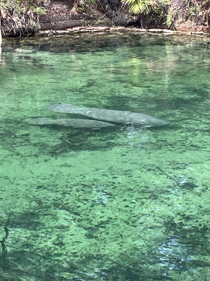 A group of manatees swimming in the water at Blue Spring State Park.