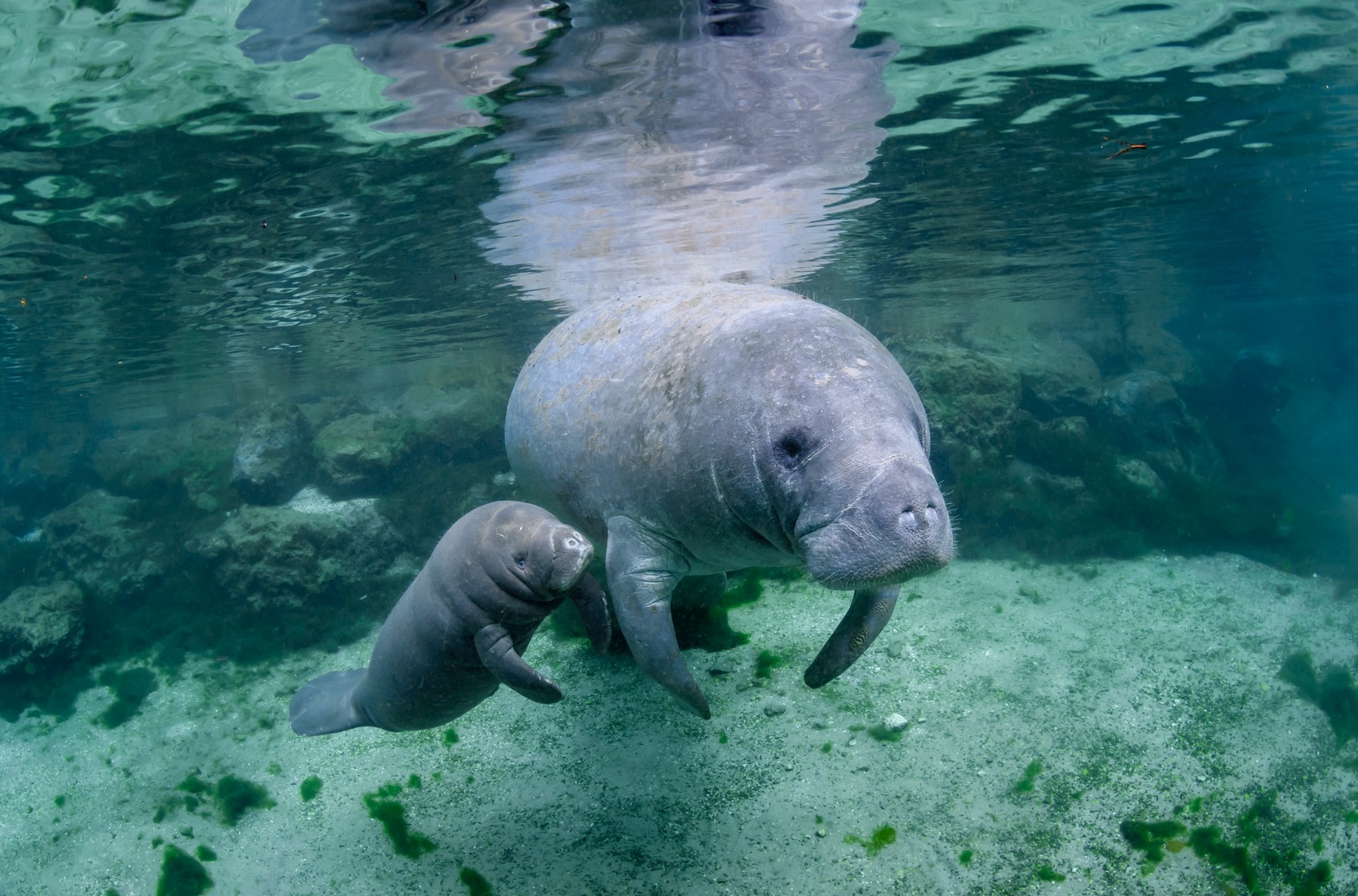 A mother and baby manatee swim in the water at Blue Spring State Park.Keywords: Blue Spring State Park, manatee