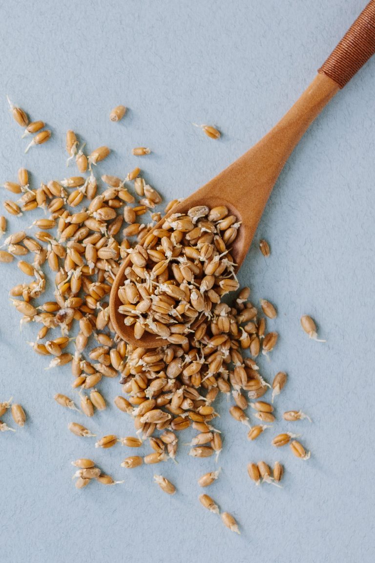 A wooden spoon with wheat kernels, ideal for concocting substitutes for wheat germ in recipes, spills onto a light blue surface.