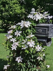 White flowers with green leaves climb over a black mailbox in a garden setting.