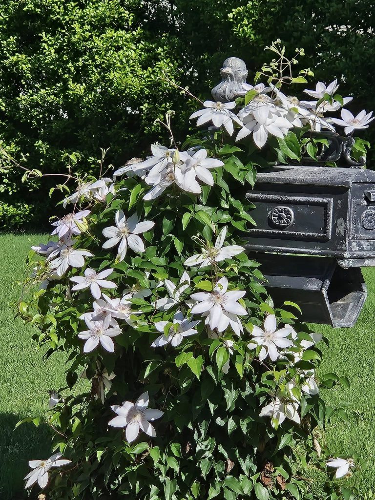 White flowers with green leaves climb over a black mailbox in a garden setting.