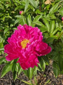 Bright pink peony flower in full bloom with yellow stamens, surrounded by green leaves and sunlight—featured in Paula's Picks 3 for its vibrant beauty.
