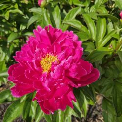 Bright pink peony flower in full bloom with yellow stamens, surrounded by green leaves and sunlight—featured in Paula's Picks 3 for its vibrant beauty.