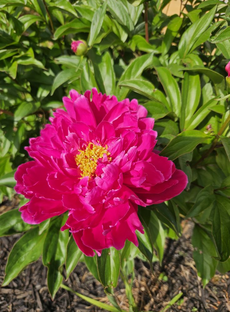 Bright pink peony flower in full bloom with yellow stamens, surrounded by green leaves and sunlight—featured in Paula's Picks 3 for its vibrant beauty.
