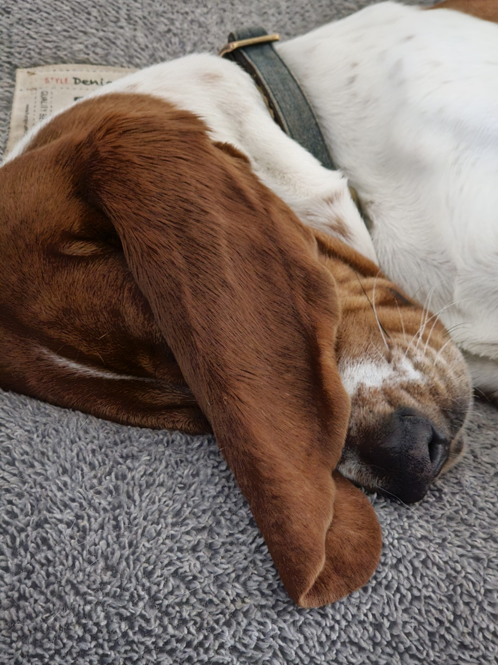 A basset hound with brown and white fur is sleeping on a gray textured blanket, with one large ear covering part of its face.