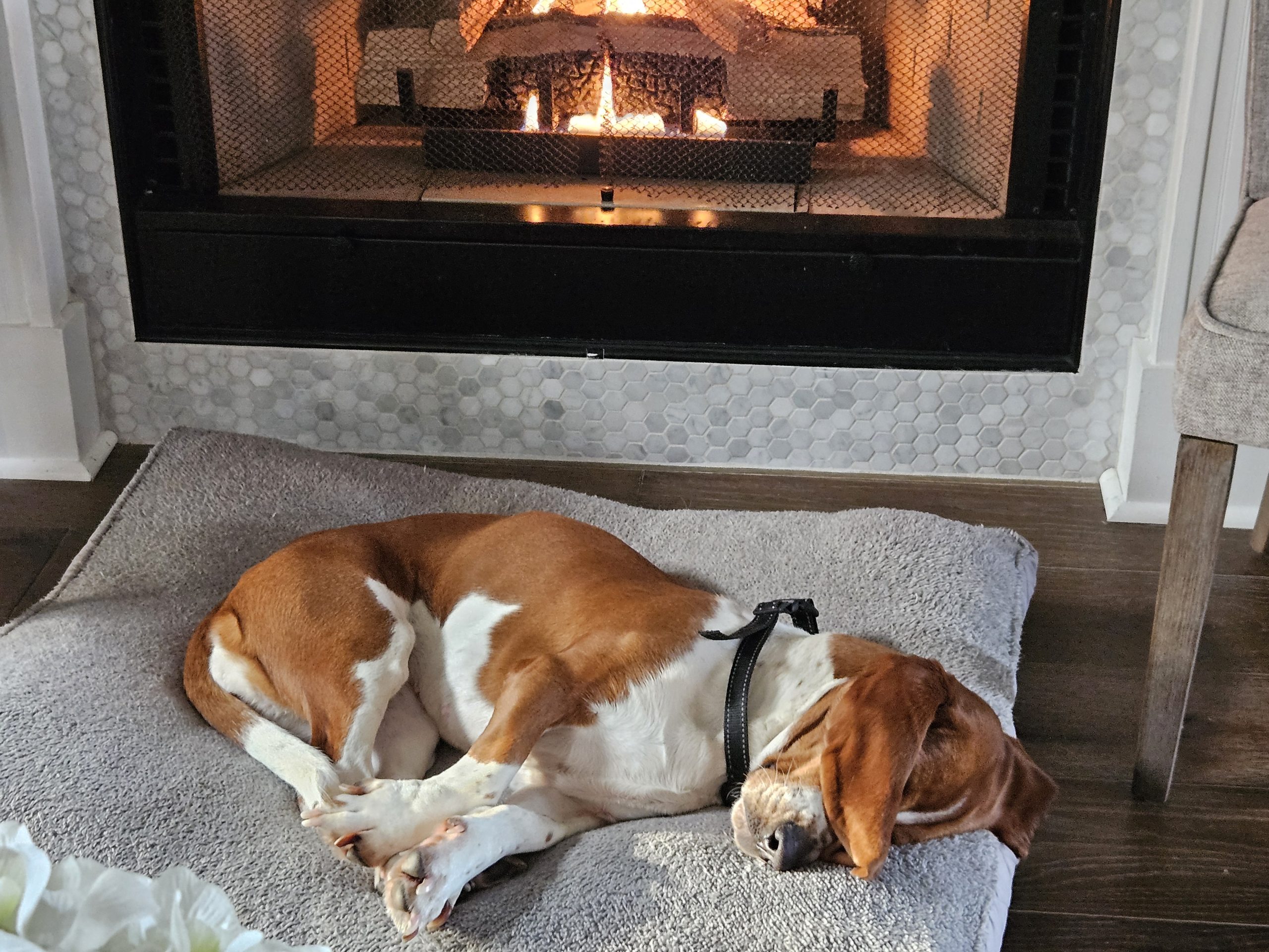 A brown and white dog is sleeping on a gray bed in front of a lit fireplace.