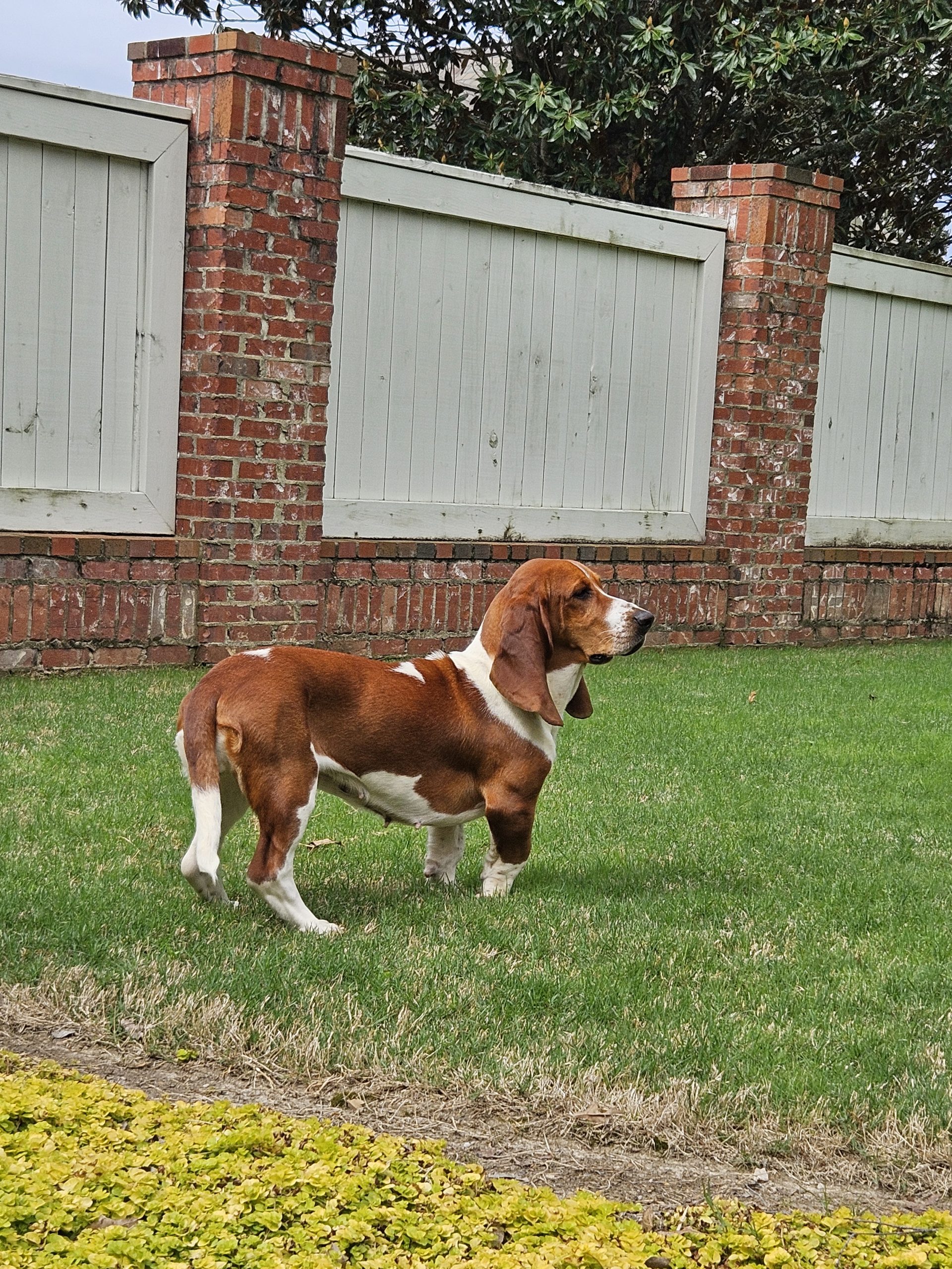 A pet with a brown and white coat stands on grass in front of a brick and wood fence.