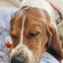 A brown and white dog with closed eyes, showcasing the calm demeanor among the benefits of basset hounds, rests its head on a blue blanket decorated with snowmen.