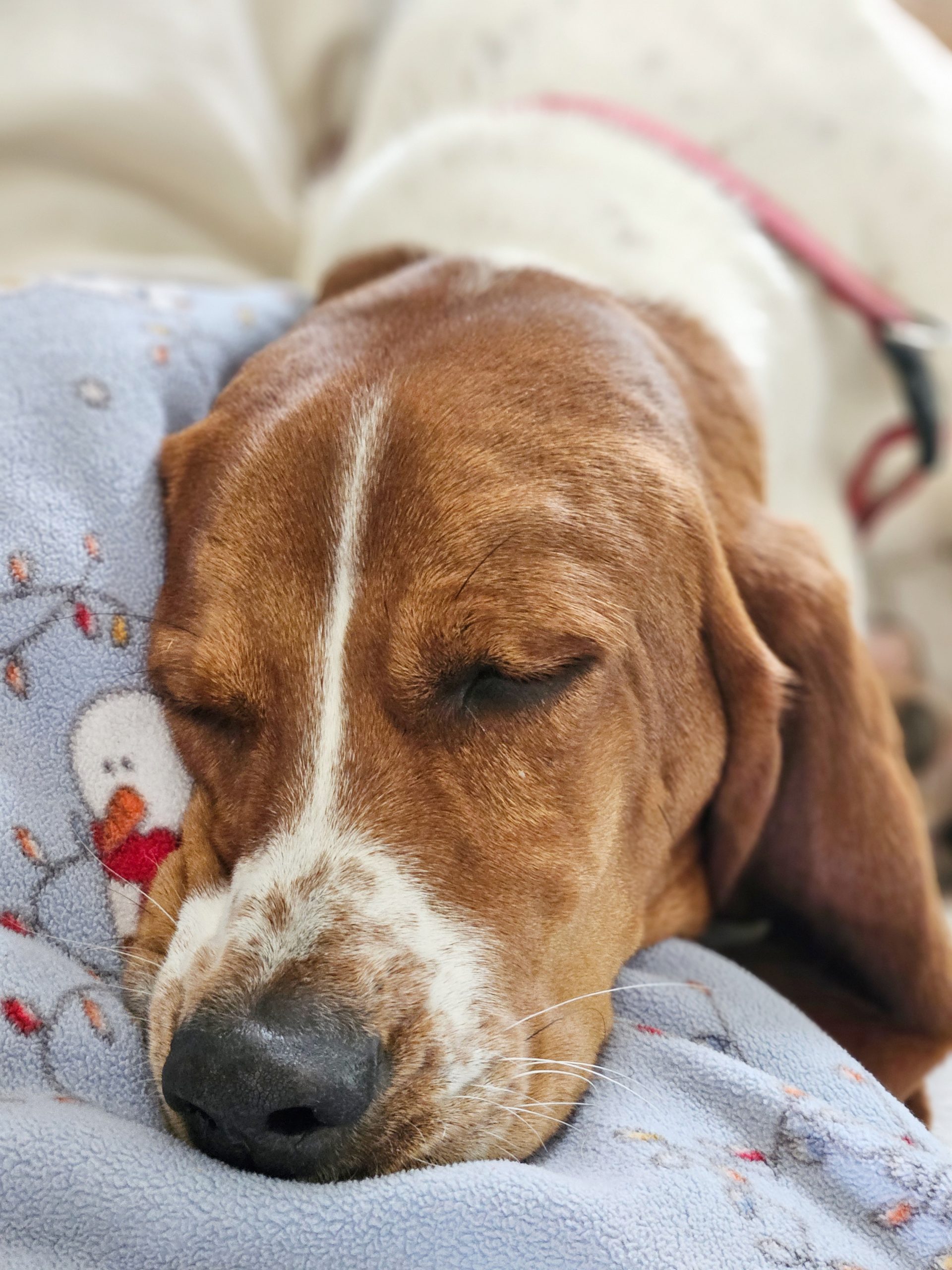 A brown and white dog with closed eyes, showcasing the calm demeanor among the benefits of basset hounds, rests its head on a blue blanket decorated with snowmen.
