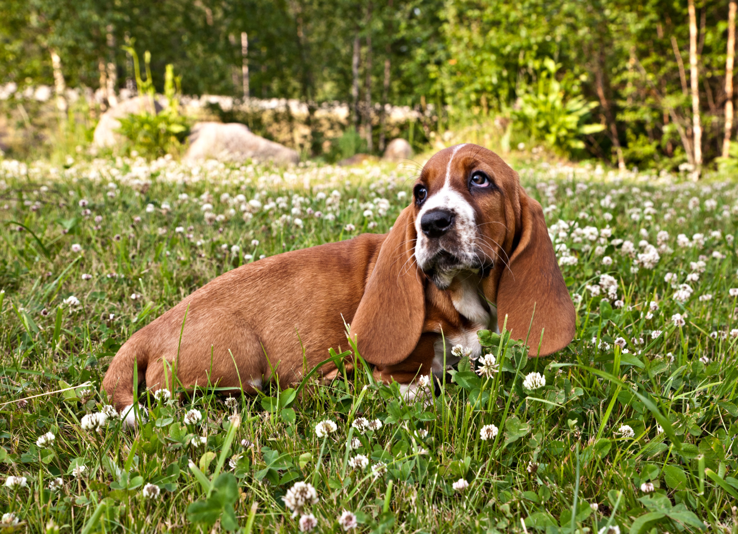 A pet with long ears lies in a grassy field filled with white clover flowers.