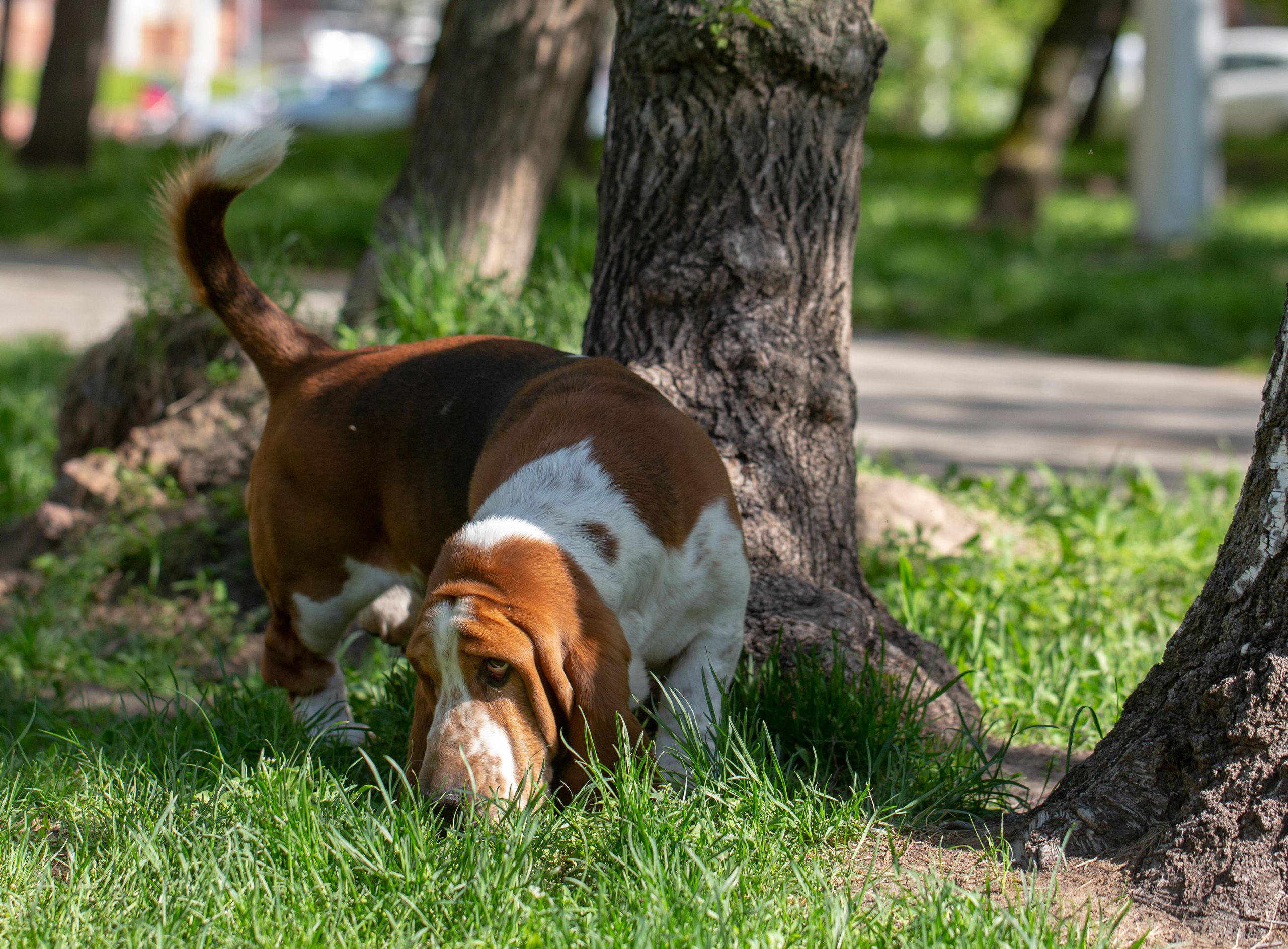 A basset hound with a brown and white coat sniffs the grass in a park, surrounded by trees and sunlight.
