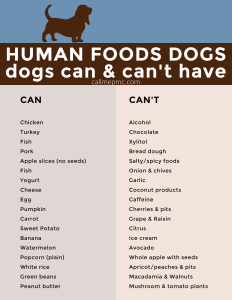 A chart of food dogs can and can't eat, listing safe options like chicken, turkey, and eggs, and marking chocolate, grapes, and avocado as unsafe for your canine companion.