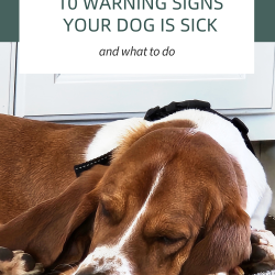 A brown and white dog lies down and appears to be resting; text above reads "10 Warning Signs Your Dog Is Sick and What to Do.