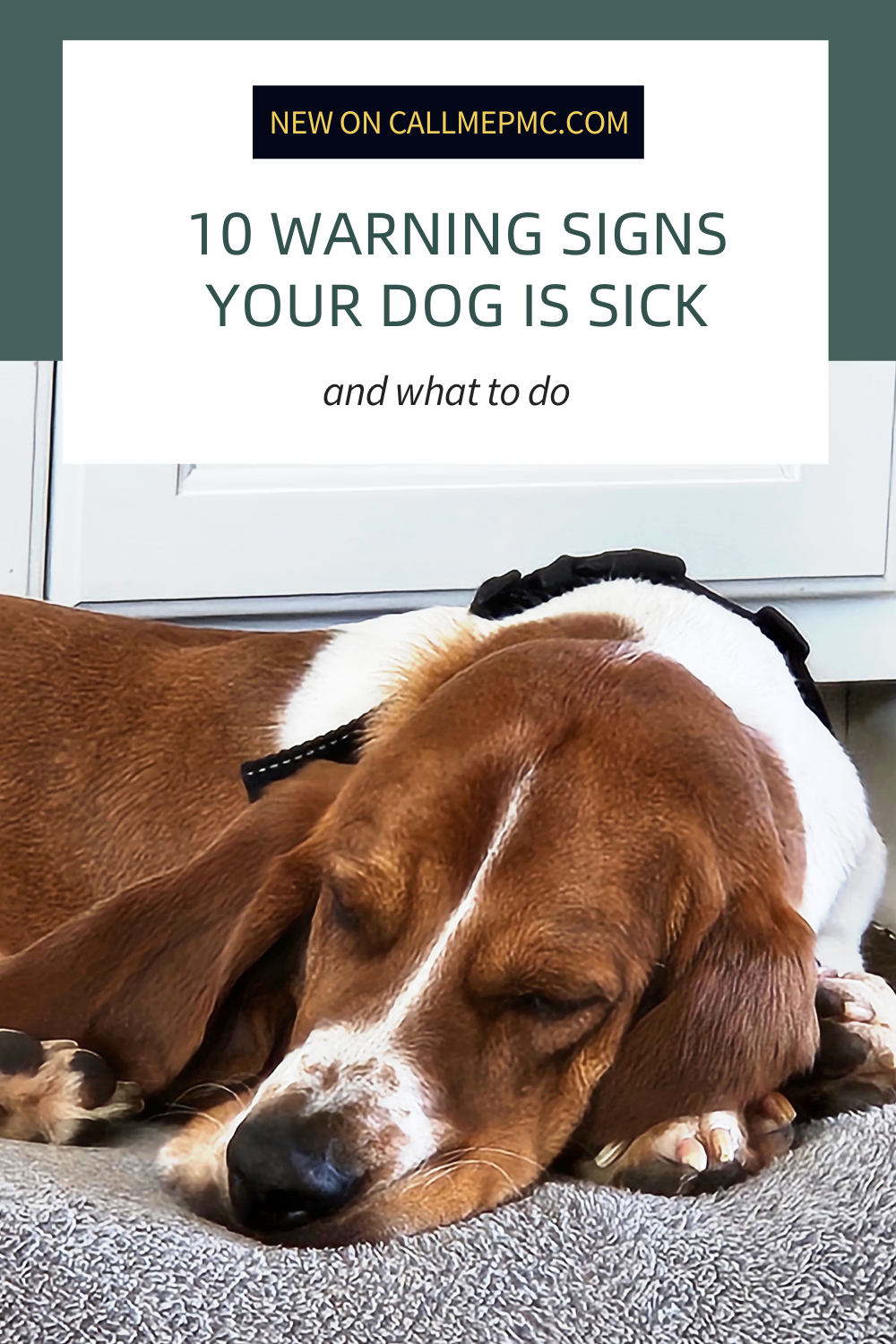 A brown and white dog lies down and appears to be resting; text above reads "10 Warning Signs Your Dog Is Sick and What to Do.