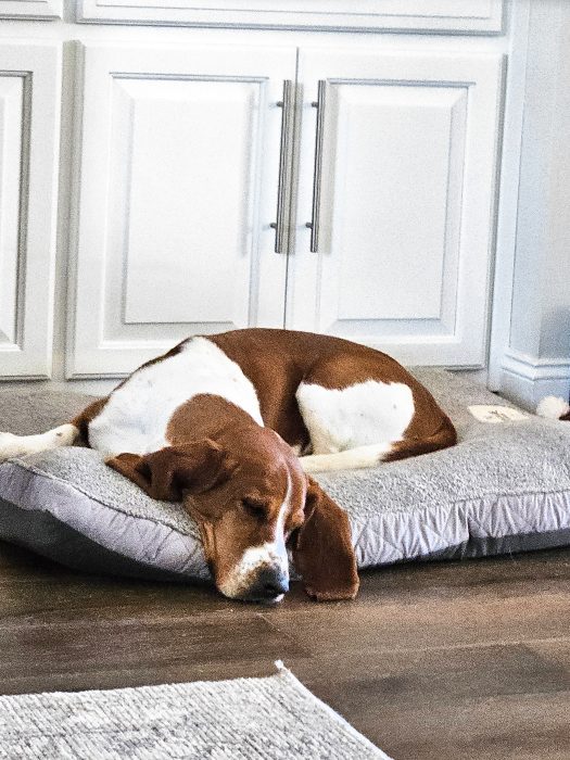 A brown and white pet is sleeping on a gray cushion on a wooden floor in front of white cabinets.
