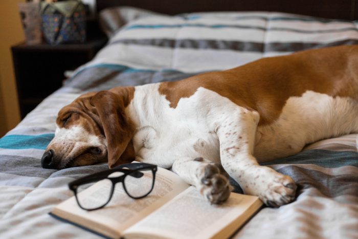 A brown and white pet is lying on a bed next to an open book and a pair of black glasses.